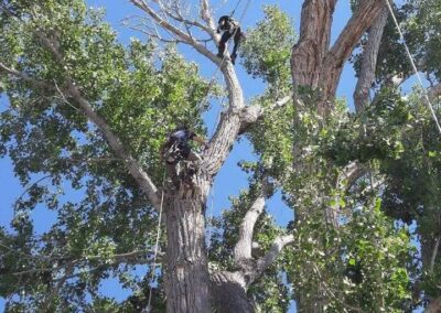 Skilled Tree Trimming