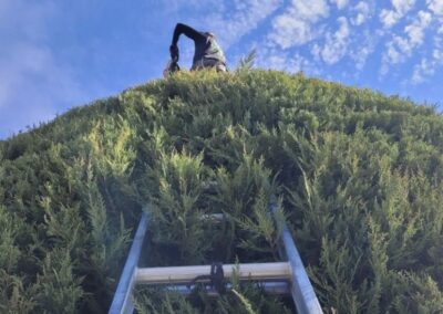 Elevating tree care to new levels