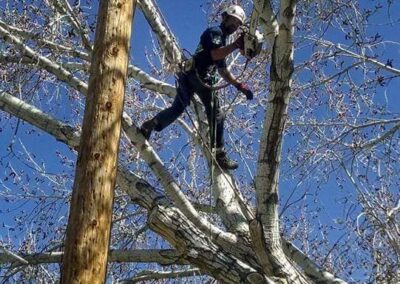 Elevating tree maintenance to the next level