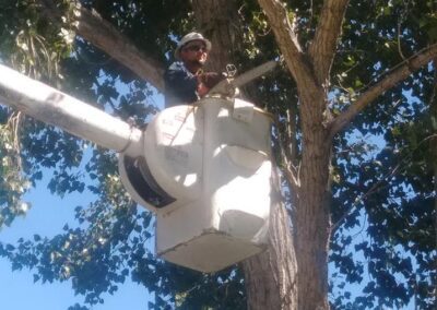 Transforming nature, one trim at a time